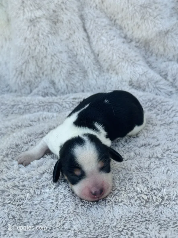 AKC Mini Longhair Dachshund PIEBALD GIRL – Dachshund puppy for sale in Terra Bella, CA