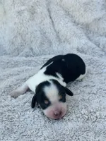 AKC Mini Longhair Dachshund PIEBALD GIRL, a female Dachshund for sale in Terra Bella, CA – 1 of 3