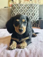 AKC Mini Longhair Dachshund GIRL *READY NOW*, a female Dachshund for sale in Terra Bella, CA – 2 of 5