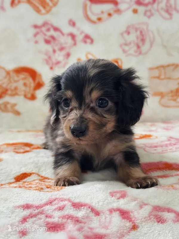 AKC Mini Dachshund Longhair Dapple Boy – Miniature Dachshund puppy on hold in Terra Bella, CA