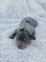 AKC Mini LONGHAIR Dachshund Dapple BOY, a male Dachshund for sale in Terra Bella, CA – 2 of 4