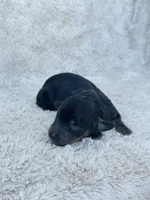 AKC Mini Longhair Dachshund Black Tan GIRL2, a female Dachshund for sale in Terra Bella, CA – 2 of 4