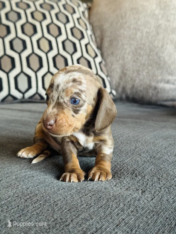 Blue Eye AKC Mini Dachshund Dapple GIRL – Miniature Dachshund puppy for sale in Terra Bella, CA