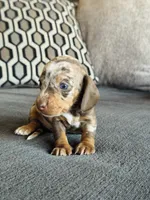 AKC Mini Dachshund Dapple SHORTHAIR GIRL, a female Miniature Dachshund for sale in Terra Bella, CA – 2 of 4