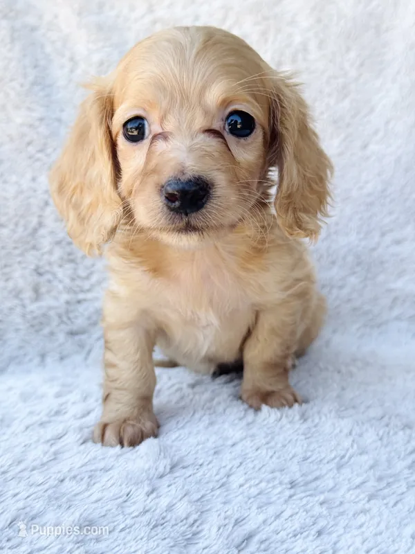 AKC Mini Longhair Dachshund GIRL – Miniature Dachshund puppy for sale in Terra Bella, CA
