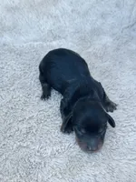 AKC Mini Longhair Dachshund Black Tan GIRL, a female Dachshund for sale in Terra Bella, CA – 3 of 4
