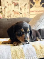 AKC Mini Longhair Dachshund Black Tan GIRL, a female Dachshund for sale in Terra Bella, CA – 6 of 6