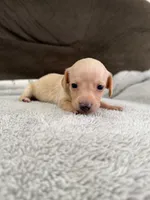 AKC Mini Shorthair CREAM Dachshund GIRL, a female Miniature Dachshund for sale in Terra Bella, CA – 2 of 2