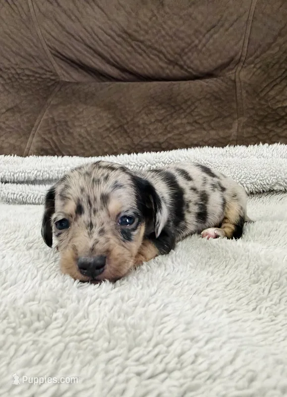 AKC Mini Shorthair Dachshund Black Dapple Boy – Miniature Dachshund puppy for sale in Terra Bella, CA