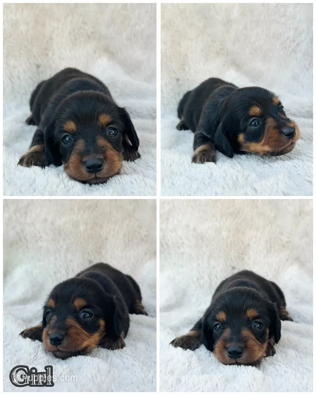 AKC Mini Longhair Dachshund Black Tan GIRL – Dachshund puppy for sale in Terra Bella, CA