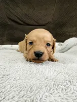 AKC Mini Longhair Dachshund GIRL 2, a female Miniature Dachshund for sale in Terra Bella, CA – 1 of 2