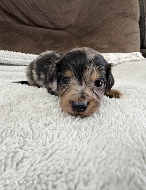 Mini Dachshund Longhair Dapple Boy – Miniature Dachshund puppy for sale in Terra Bella, CA