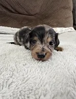 Mini Dachshund Longhair Dapple Boy, a male Miniature Dachshund for sale in Terra Bella, CA – 1 of 2