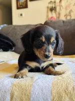 AKC Mini Longhair Dachshund Black Tan GIRL, a female Dachshund for sale in Terra Bella, CA – 5 of 6