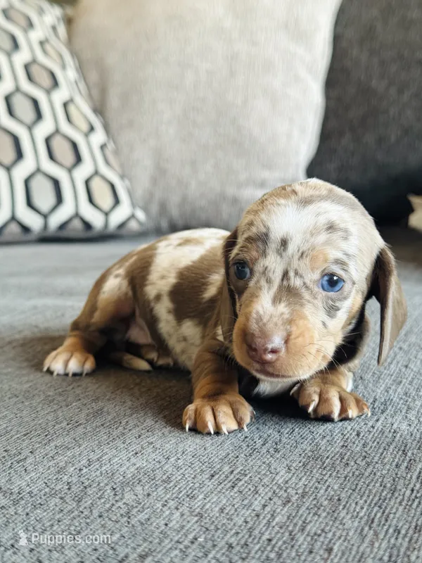 AKC Mini Dachshund Dapple SHORTHAIR GIRL – Miniature Dachshund puppy for sale in Terra Bella, CA