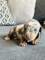 AKC Mini Dachshund Dapple SHORTHAIR GIRL, a female Miniature Dachshund for sale in Terra Bella, CA – 1 of 4