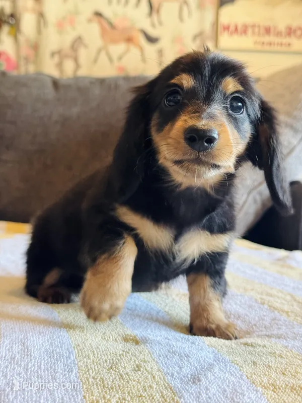 AKC Mini Longhair Dachshund Black Tan GIRL2 – Dachshund puppy for sale in Terra Bella, CA