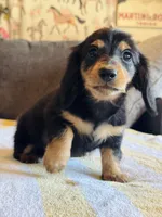 AKC Mini Longhair Dachshund Black Tan GIRL2, a female Dachshund for sale in Terra Bella, CA – 1 of 5