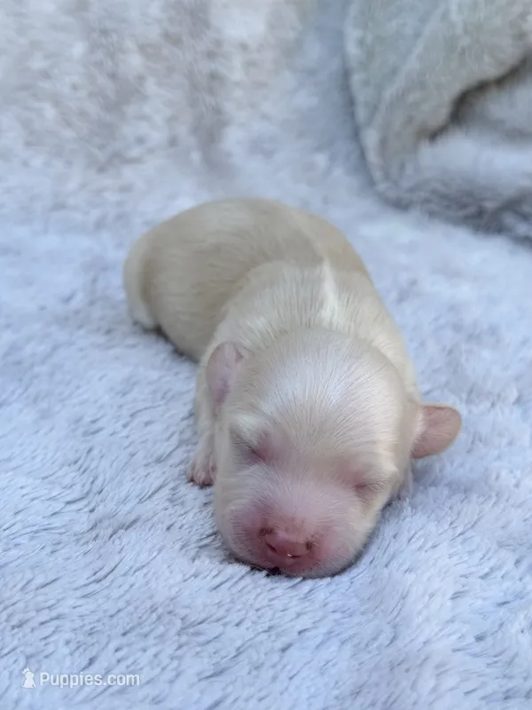 AKC Cream Longhair Mini Dachshund GIRL – Miniature Dachshund puppy for sale in Terra Bella, CA