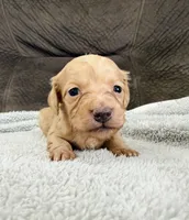 AKC Mini Longhair Dachshund GIRL, a female Miniature Dachshund for sale in Terra Bella, CA – 2 of 2