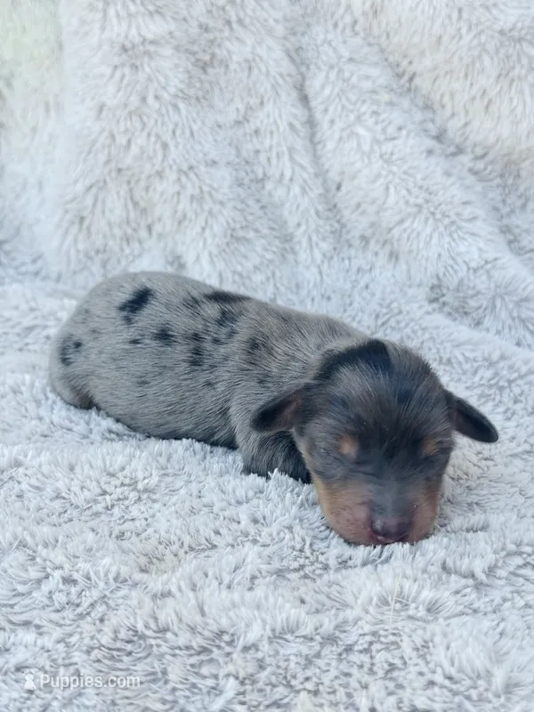 AKC Mini LONGHAIR Dachshund Dapple BOY – Dachshund puppy for sale in Terra Bella, CA