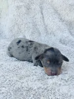 AKC Mini LONGHAIR Dachshund Dapple BOY, a male Dachshund for sale in Terra Bella, CA – 1 of 4
