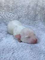 AKC Cream Longhair Mini Dachshund GIRL2, a female Miniature Dachshund for sale in Terra Bella, CA – 2 of 4