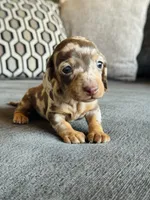 AKC Mini Dachshund Dapple Girl SHORTHAIR, a female Miniature Dachshund for sale in Terra Bella, CA – 2 of 4