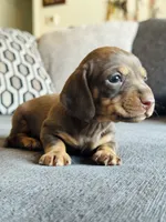 AKC Mini Dachshund Chocolate SHORTHAIR BOY, a male Miniature Dachshund for sale in Terra Bella, CA – 4 of 4
