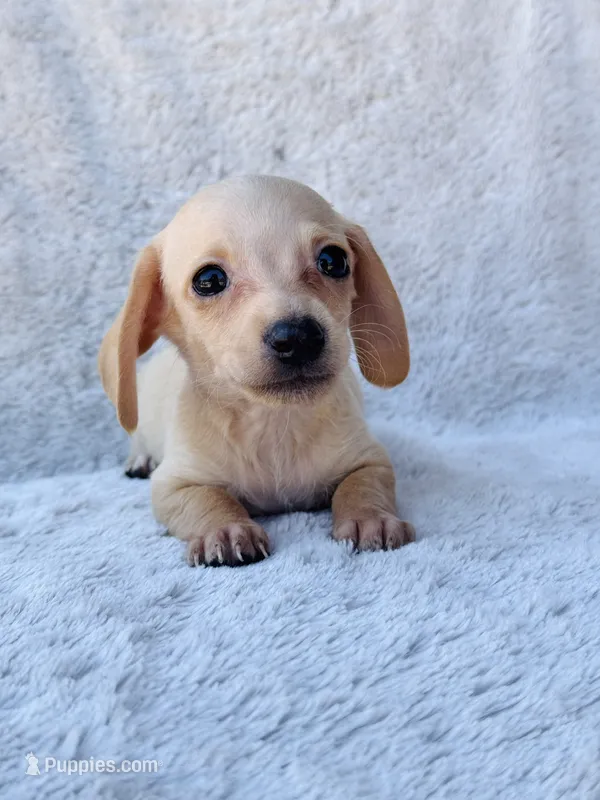 AKC Mini Dachshund Shorthair Cream Girl – Miniature Dachshund puppy for sale in Terra Bella, CA