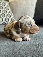 AKC Mini Dachshund Dapple SHORTHAIR BOY, a male Miniature Dachshund for sale in Terra Bella, CA – 3 of 4