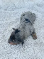 AKC Mini LONGHAIR Dachshund Dapple BOY, a male Dachshund for sale in Terra Bella, CA – 3 of 4