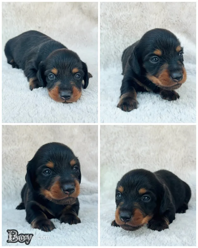 AKC Mini Longhair Dachshund Black Tan BOY – Dachshund puppy for sale in Terra Bella, CA
