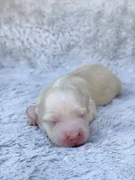 AKC Cream Longhair Mini Dachshund GIRL, a female Miniature Dachshund for sale in Terra Bella, CA – 2 of 4