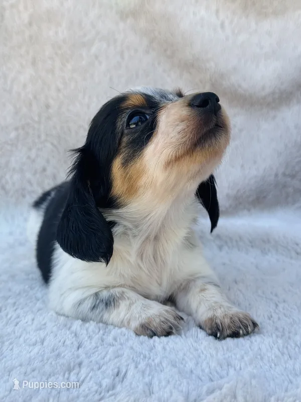 AKC Mini Longhair Dachshund PIEBALD GIRL – Dachshund puppy for sale in Terra Bella, CA
