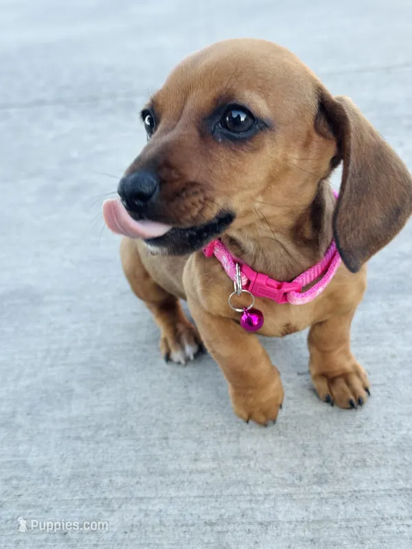 SHORTHAIR RED MINI DACHSHUND FEMALE – Miniature Dachshund puppy for sale in Terra Bella, CA