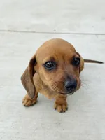 SHORTHAIR RED MINI DACHSHUND FEMALE, a female Miniature Dachshund for sale in Terra Bella, CA – Photo 6 of 10