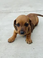 SHORTHAIR RED MINI DACHSHUND FEMALE, a female Miniature Dachshund for sale in Terra Bella, CA – Photo 5 of 10