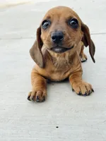 SHORTHAIR RED MINI DACHSHUND FEMALE, a female Miniature Dachshund for sale in Terra Bella, CA – Photo 9 of 10