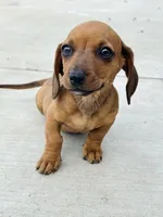 SHORTHAIR RED MINI DACHSHUND FEMALE, a female Miniature Dachshund for sale in Terra Bella, CA – Photo 3 of 10