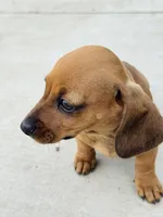 SHORTHAIR RED MINI DACHSHUND FEMALE, a female Miniature Dachshund for sale in Terra Bella, CA – Photo 10 of 10