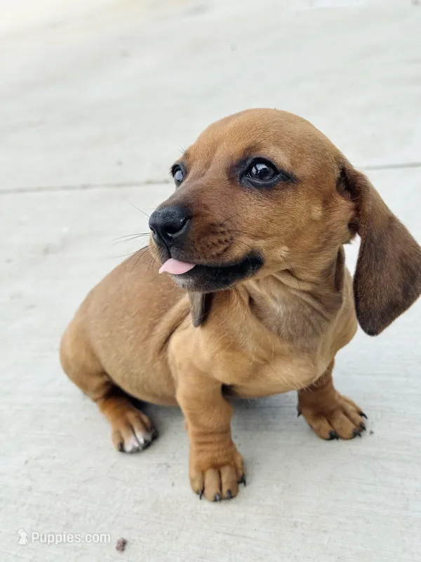 SHORTHAIR RED MINI DACHSHUND FEMALE – Miniature Dachshund puppy for sale in Terra Bella, CA