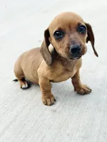 SHORTHAIR RED MINI DACHSHUND FEMALE, a female Miniature Dachshund for sale in Terra Bella, CA – Photo 4 of 10