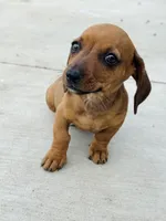 SHORTHAIR RED MINI DACHSHUND FEMALE, a female Miniature Dachshund for sale in Terra Bella, CA – Photo 7 of 10
