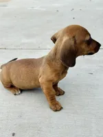 SHORTHAIR RED MINI DACHSHUND FEMALE, a female Miniature Dachshund for sale in Terra Bella, CA – Photo 8 of 10