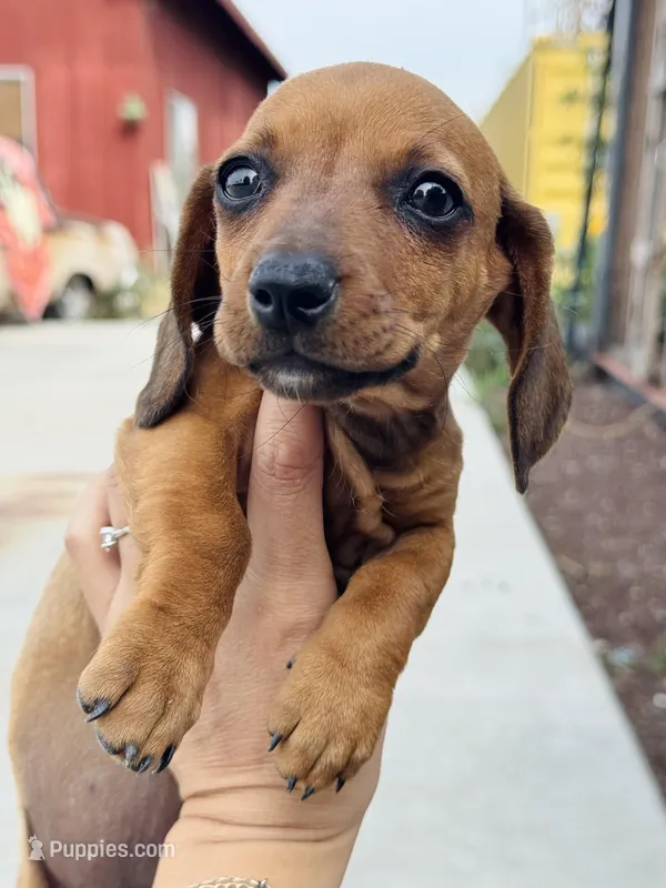SHORTHAIR RED MINI DACHSHUND FEMALE, a female Miniature Dachshund for sale in Terra Bella, CA – Photo 1 of 10