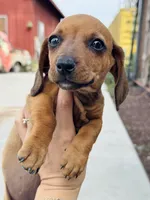 SHORTHAIR RED MINI DACHSHUND FEMALE, a female Miniature Dachshund for sale in Terra Bella, CA – Photo 1 of 10