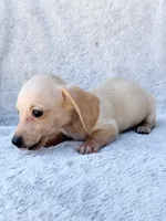 AKC Mini Dachshund Shorthair Cream Girl, a female Miniature Dachshund for sale in Terra Bella, CA – 6 of 6