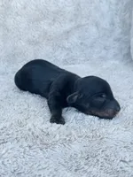 AKC Mini Longhair Dachshund Black Tan BOY, a male Dachshund for sale in Terra Bella, CA – 3 of 4