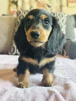 AKC Mini Longhair Dachshund GIRL *READY NOW*, a female Dachshund for sale in Terra Bella, CA – 3 of 5